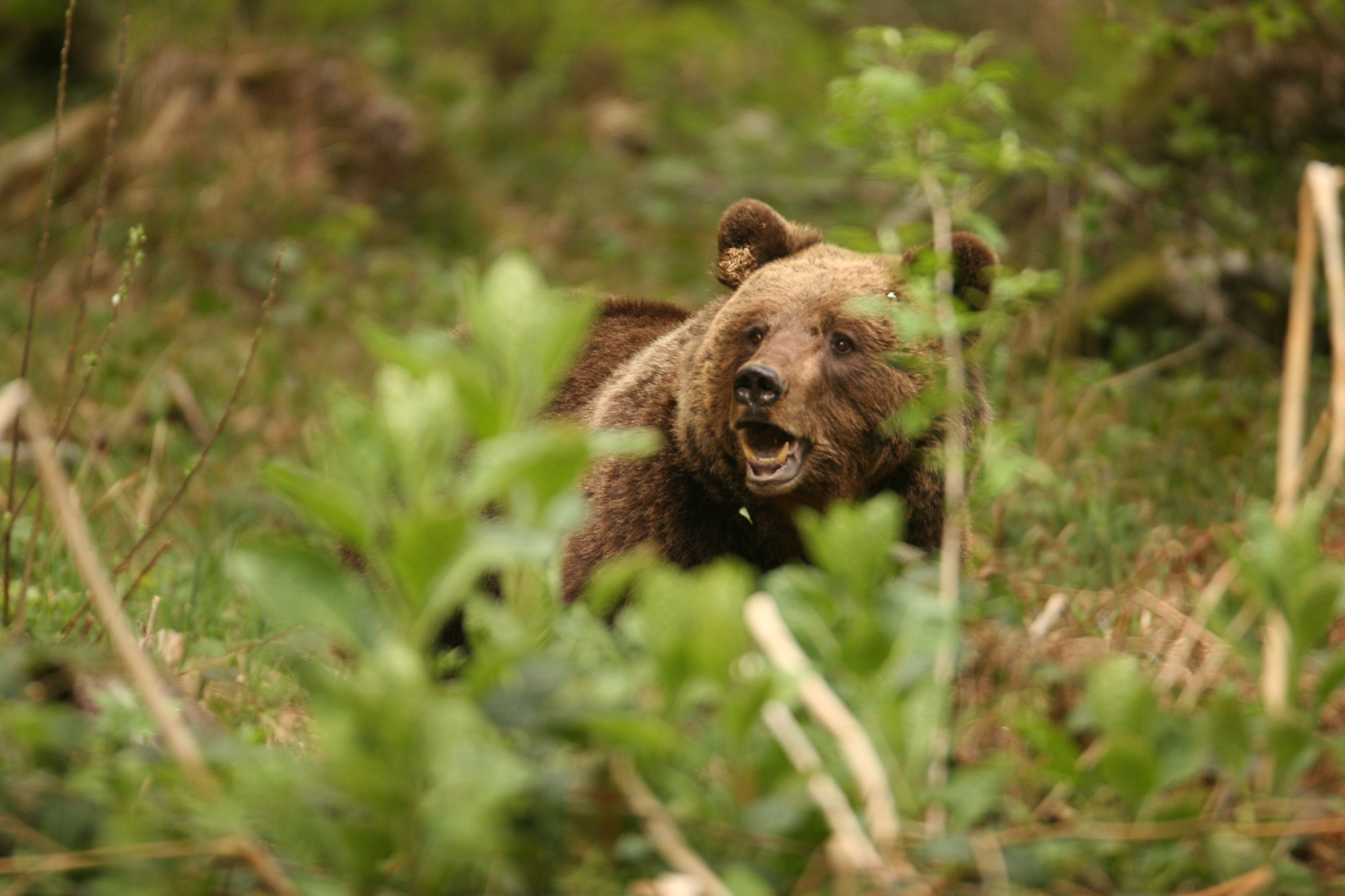 Krunoslav Rac: "Tragom medvjeda"