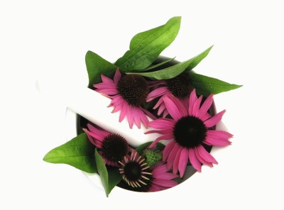 Predavanje o fitoterapiji