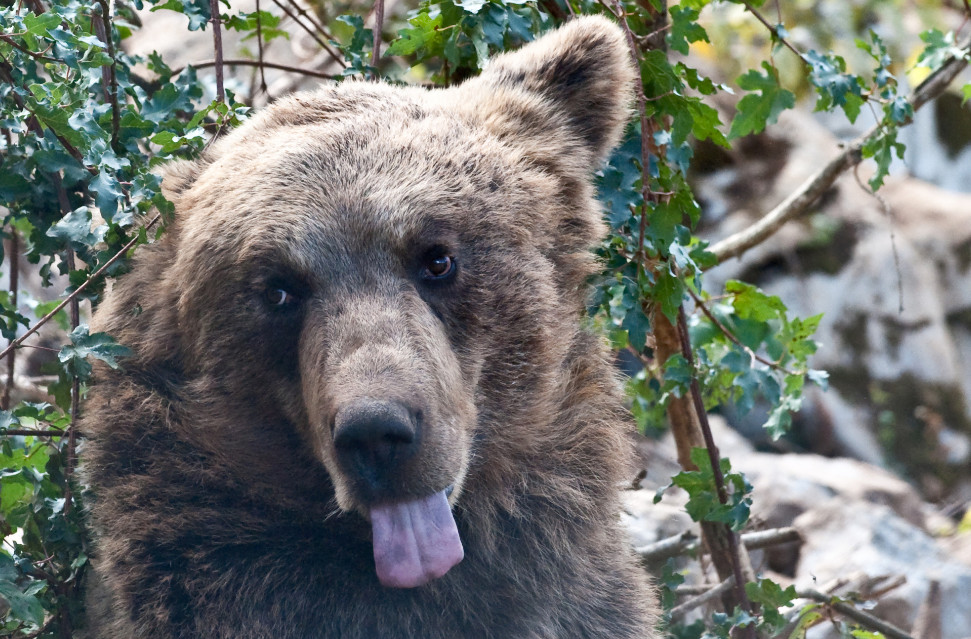 Velebitsko utočište za medvjediće