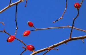 Samoniklo bilje u prehrani